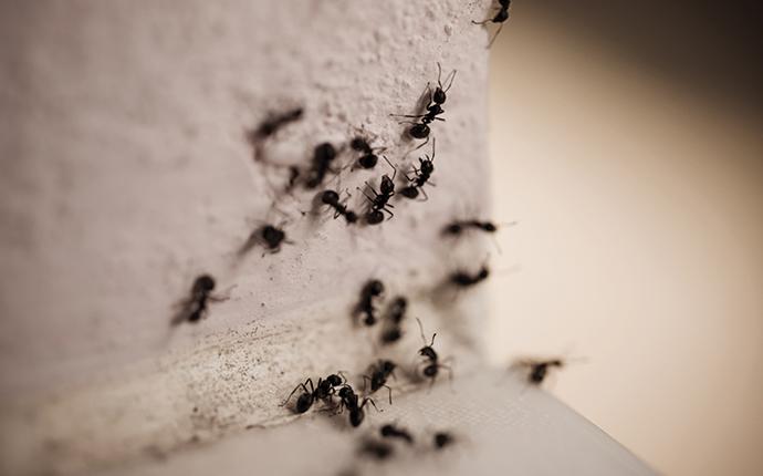 ants on wall in fayetteville georgia