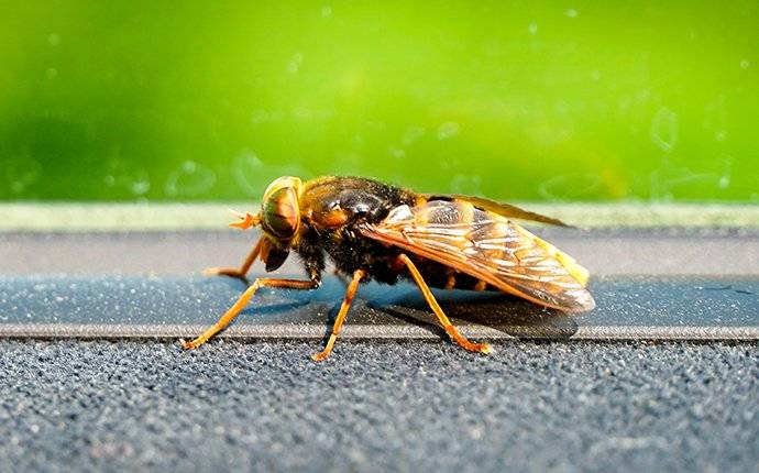 hornet on a window