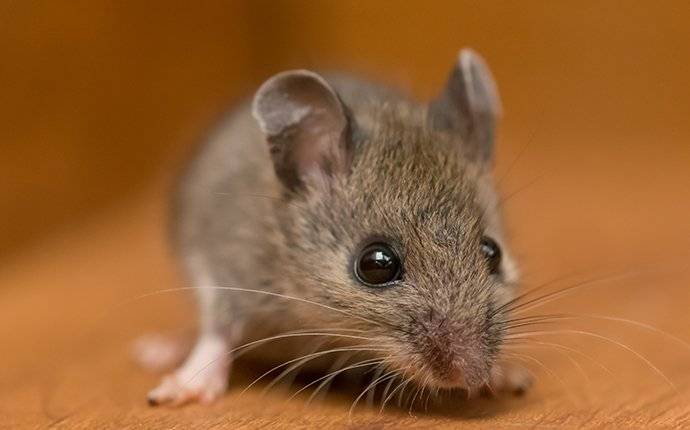 house mouse on wood