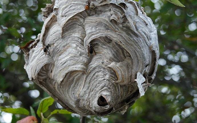 a big wasp nest in a tree