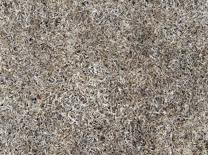 warm season grass dormant from winter