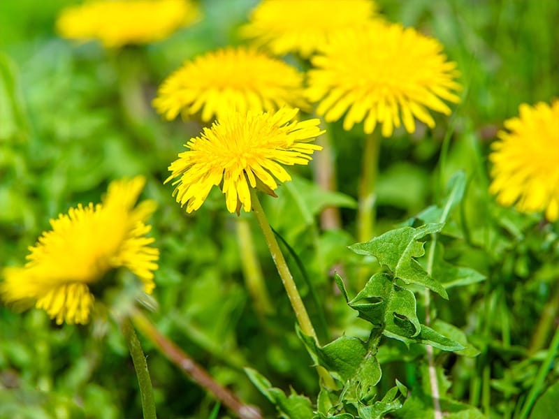 dandelions in tulsa lawn