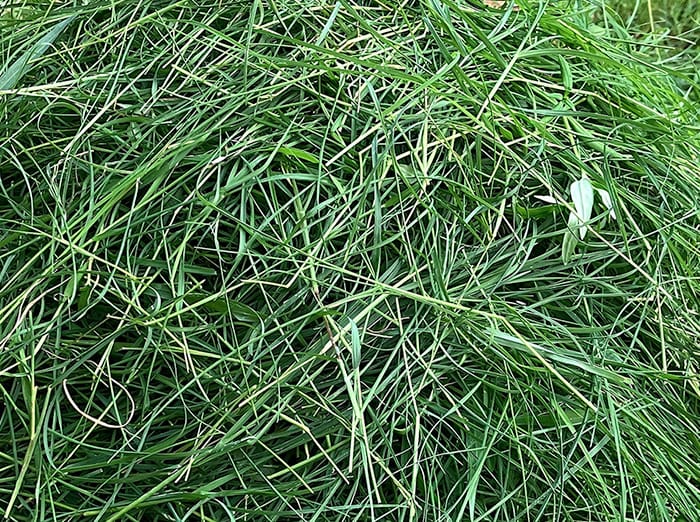 grass clippings