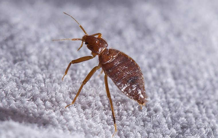 a bedbug on a box spring