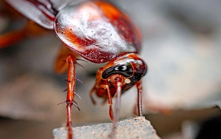 cockroach up close
