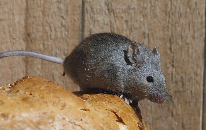 Can Mice See In The Dark?