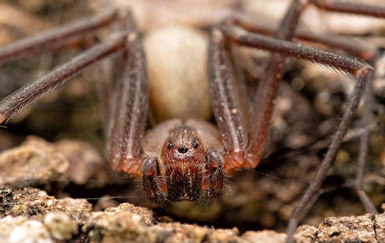 close up of spider face