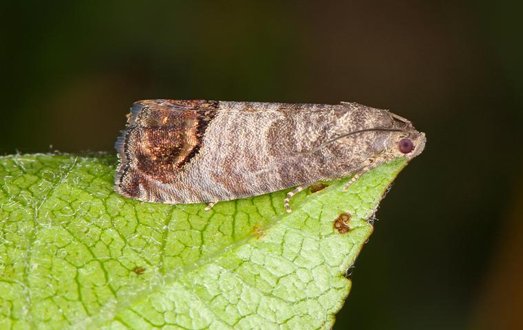 a moth on a green leaf