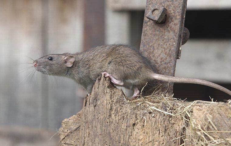 rat in garage