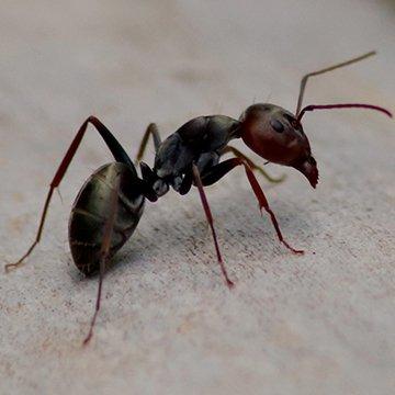 carpenter ant on a piece of wood