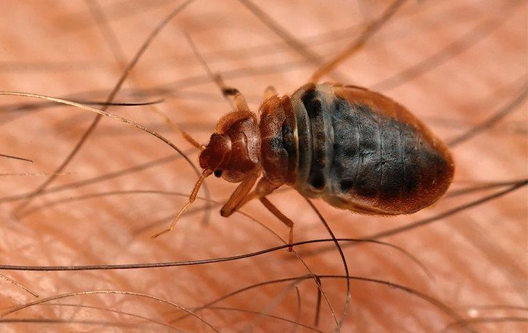 Bed Bug Treatment