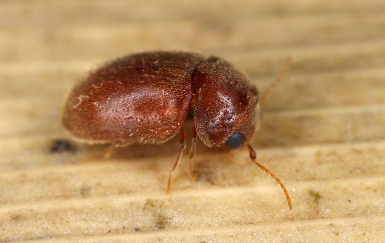 a cigarette beetle up close