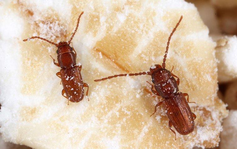two drugstore beetles