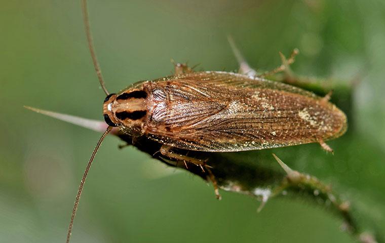 a german cockroach