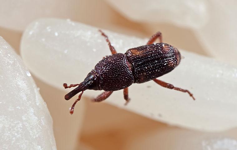 a granary weevil