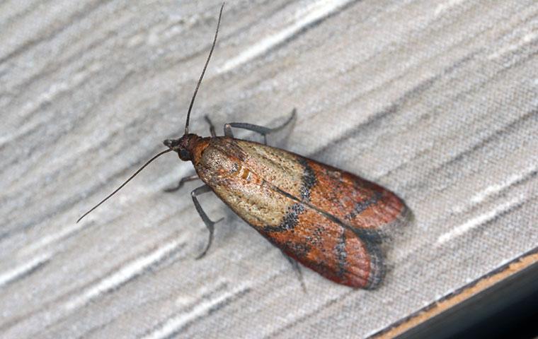 an indian meal moth in home