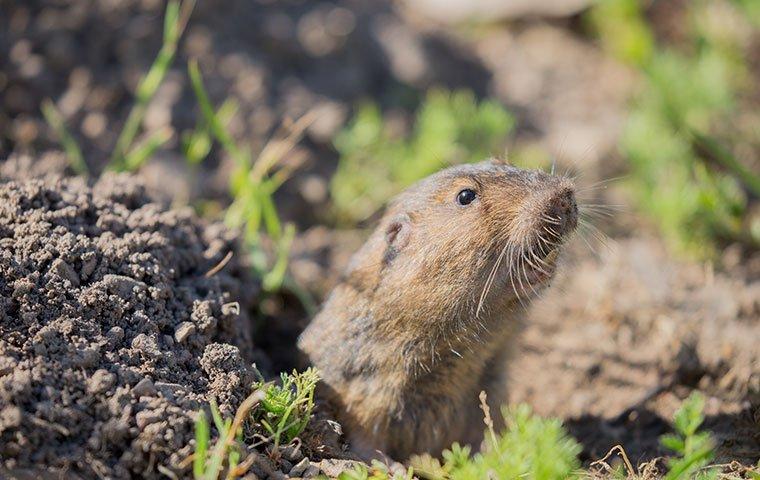 gopher in the grass